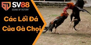Các Lối Đá Của Gà Chọi Tốt Nhất Hạ Gục Đối Thủ Nhanh Lẹ