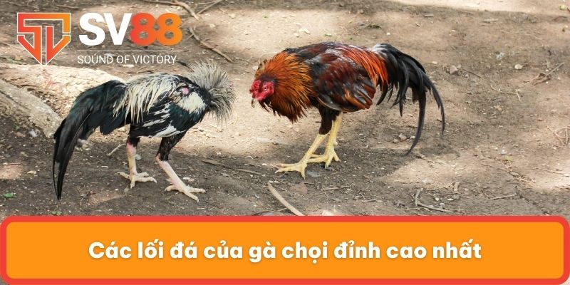 Các lối đá của gà chọi đỉnh cao nhất
