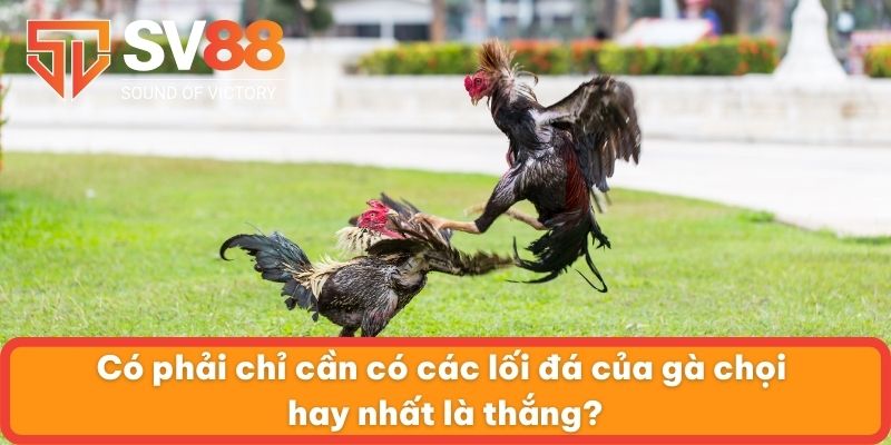 Có phải chỉ cần có các lối đá của gà chọi hay nhất là thắng?