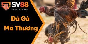 Đá Gà Mã Thương SV88: Tuyệt Chiêu Chuyển Hóa Thế Trận