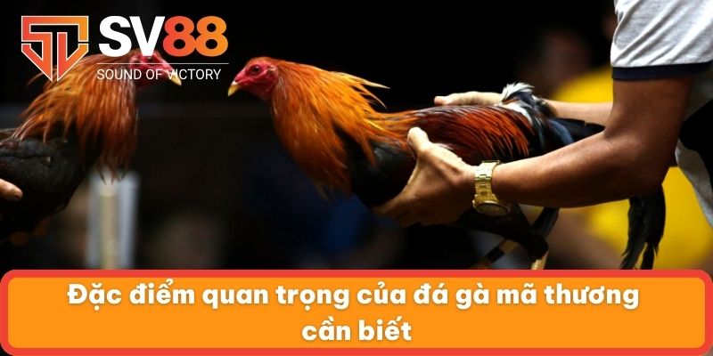Đặc điểm quan trọng của đá gà mã thương cần biết