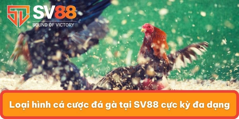 Loại hình cá cược đá gà tại SV88 cực kỳ đa dạng