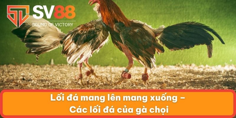 Lối đá mang lên mang xuống – Các lối đá của gà chọi