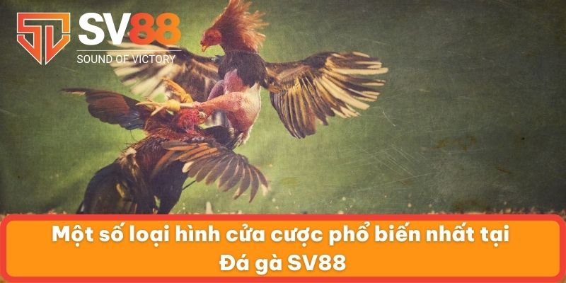 Một số loại hình cửa cược phổ biến nhất tại đá gà SV88