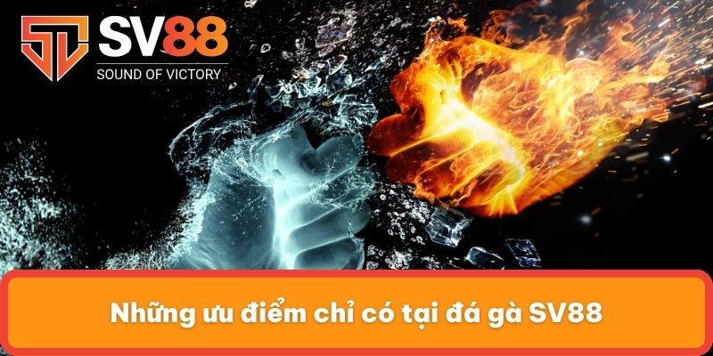 Những ưu điểm chỉ có tại đá gà SV88