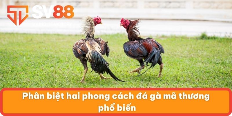 Phân biệt hai phong cách đá gà mã thương phổ biến