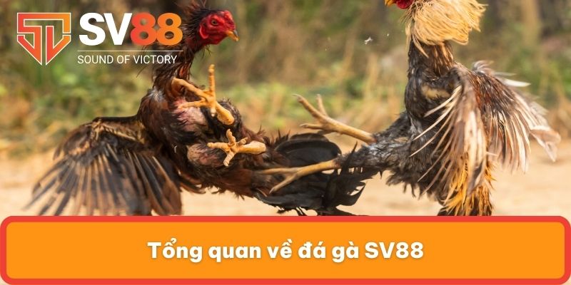 Tổng quan về đá gà SV88